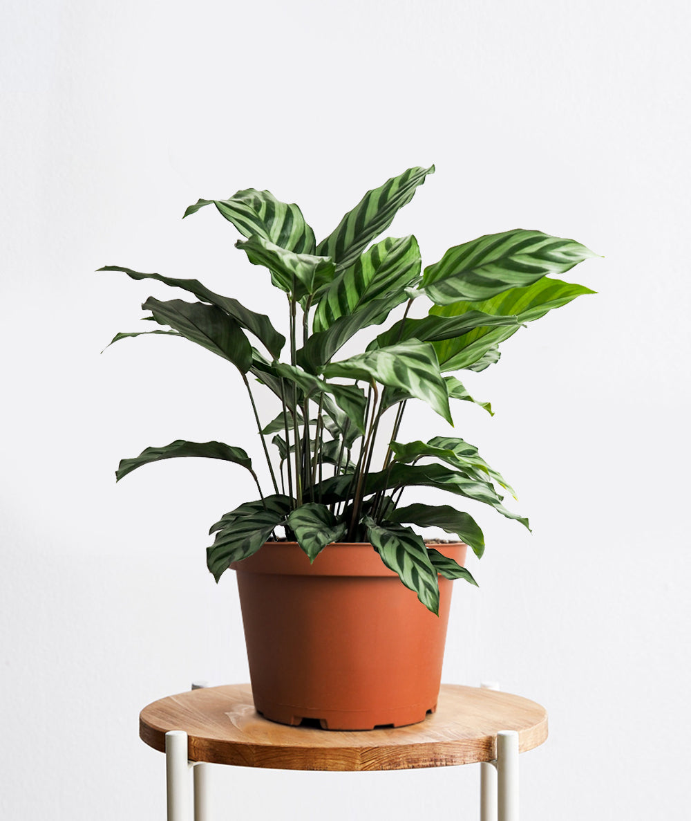 Freddie Calathea