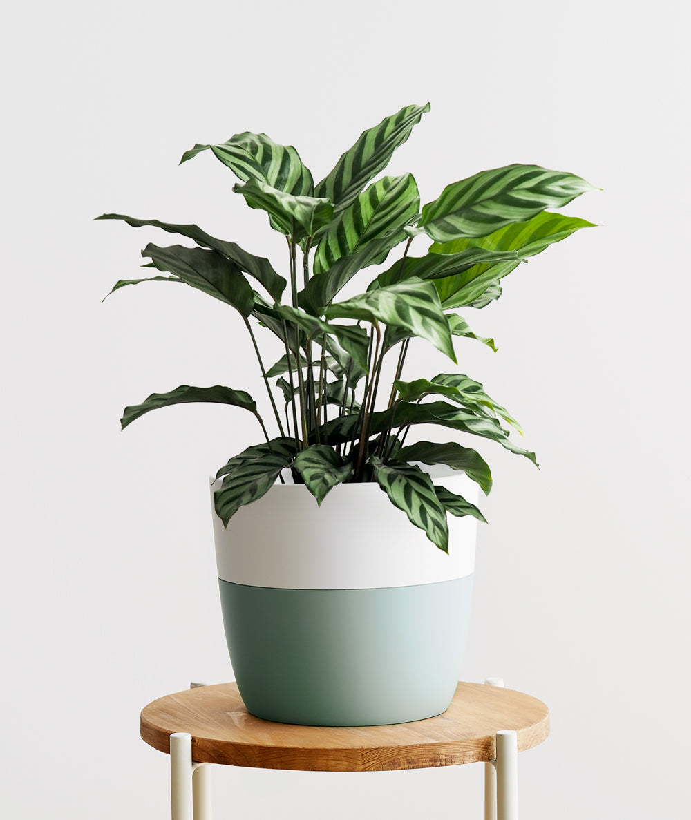 Freddie Calathea - Ansel & Ivy