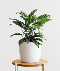 Freddie Calathea - Ansel & Ivy