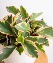 Load image into Gallery viewer, Ginny Peperomia, peperomia clusiifolia plant with pink leaves. The best house plants for beginners and low-light spaces. Peperomia houseplants are safe for cats and not toxic to dogs. Shop online and choose from pet-friendly, air-purifying, and easy-to-grow houseplants anyone can enjoy. Free shipping on orders $100+.