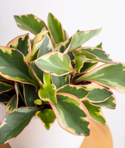 Ginny Peperomia, peperomia clusiifolia plant with pink leaves. The best house plants for beginners and low-light spaces. Peperomia houseplants are safe for cats and not toxic to dogs. Shop online and choose from pet-friendly, air-purifying, and easy-to-grow houseplants anyone can enjoy. Free shipping on orders $100+.