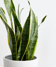 Load image into Gallery viewer, Golden Snake Plant - Ansel & Ivy