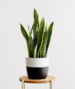 Golden Snake Plant - Ansel & Ivy