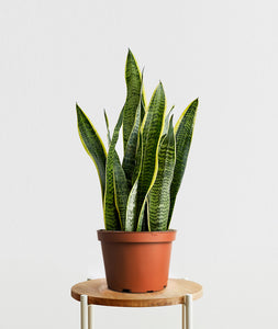 Golden Snake Plant