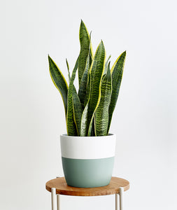 Golden Snake Plant - Ansel & Ivy