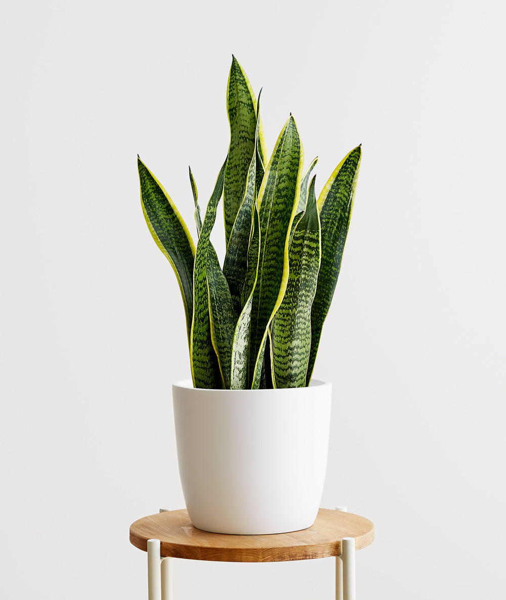 Golden Snake Plant - Ansel & Ivy