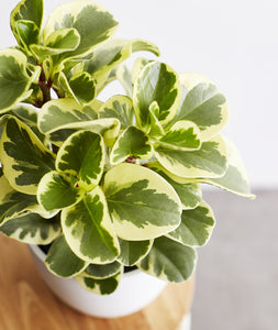 Peperomia obtusifolia plant. The best house plants for beginners and low-light spaces. Peperomia houseplants are safe for cats and not toxic to dogs. Shop online and choose from pet-friendly, air-purifying, and easy-to-grow houseplants and desk plants anyone can enjoy. Free shipping on orders $100+.