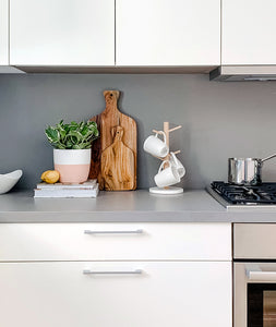 Green Gold Peperomia houseplant on kitchen counter