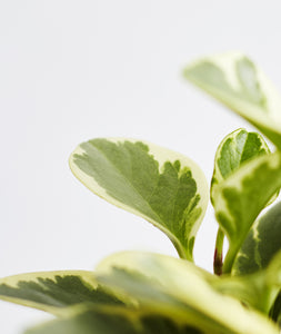 Green Gold Peperomia with yellow and green leaves