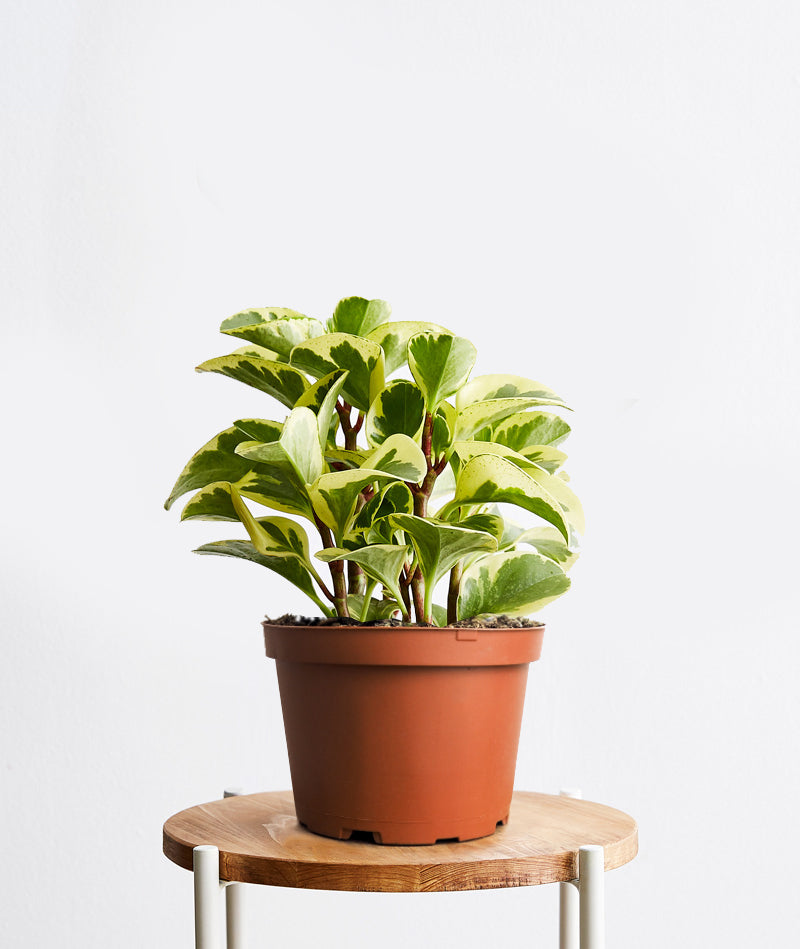 Green Gold Peperomia