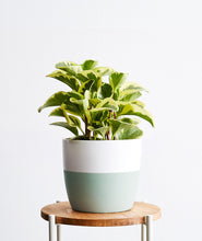 Load image into Gallery viewer, Peperomia obtusifolia plant. The best house plants for beginners and low-light spaces. Peperomia houseplants are safe for cats and not toxic to dogs. Shop online and choose from pet-friendly, air-purifying, and easy-to-grow houseplants and desk plants anyone can enjoy. Free shipping on orders $100+.