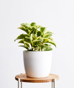 Green Gold Peperomia - Ansel & Ivy