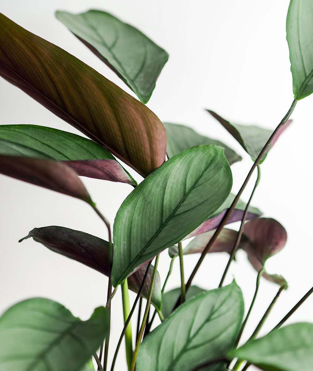 Grey Star Calathea