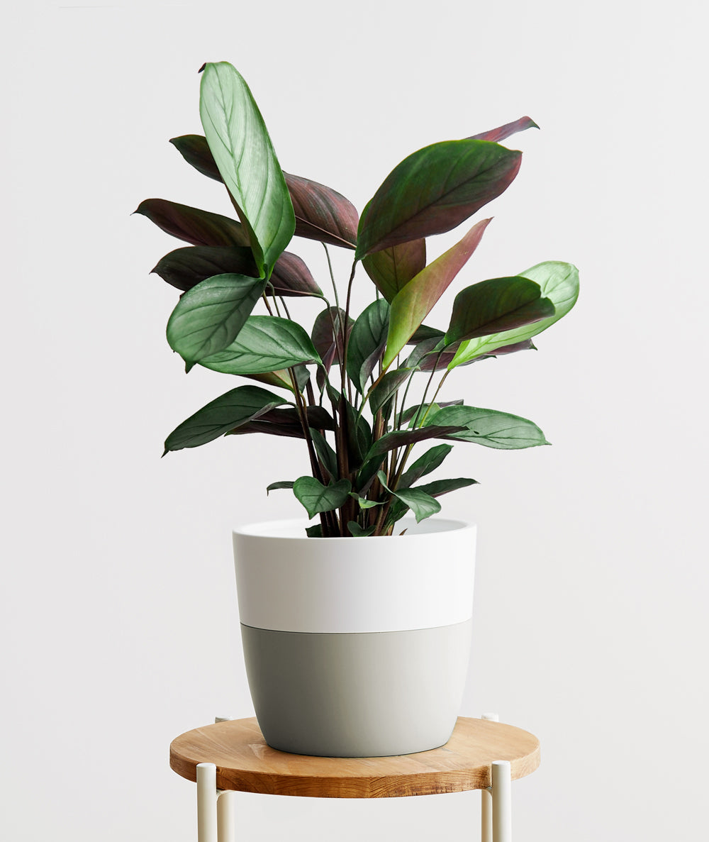 Grey Star Calathea