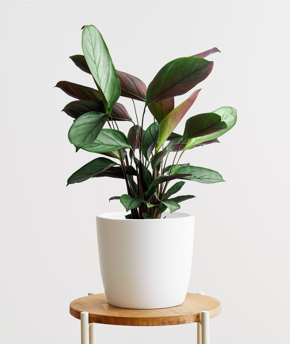 Grey Star Calathea - Ansel & Ivy