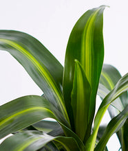 Load image into Gallery viewer, Cornstalk Dracaena.