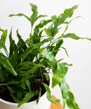 Load image into Gallery viewer, Kangaroo Paw Fern - Ansel & Ivy