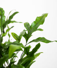 Load image into Gallery viewer, Kangaroo Paw Fern - Ansel & Ivy