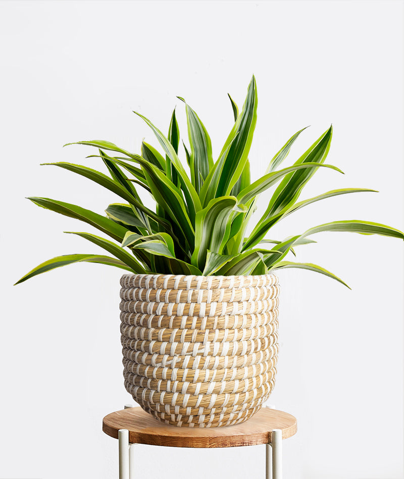 Lemon Lime Dracaena