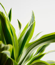 Load image into Gallery viewer, Lemon Lime Dracaena - Ansel & Ivy