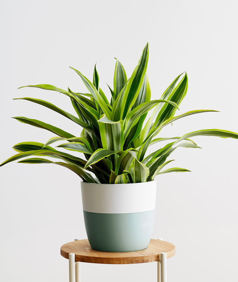 Lemon Lime Dracaena - Ansel & Ivy