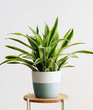 Load image into Gallery viewer, Lemon Lime Dracaena - Ansel & Ivy