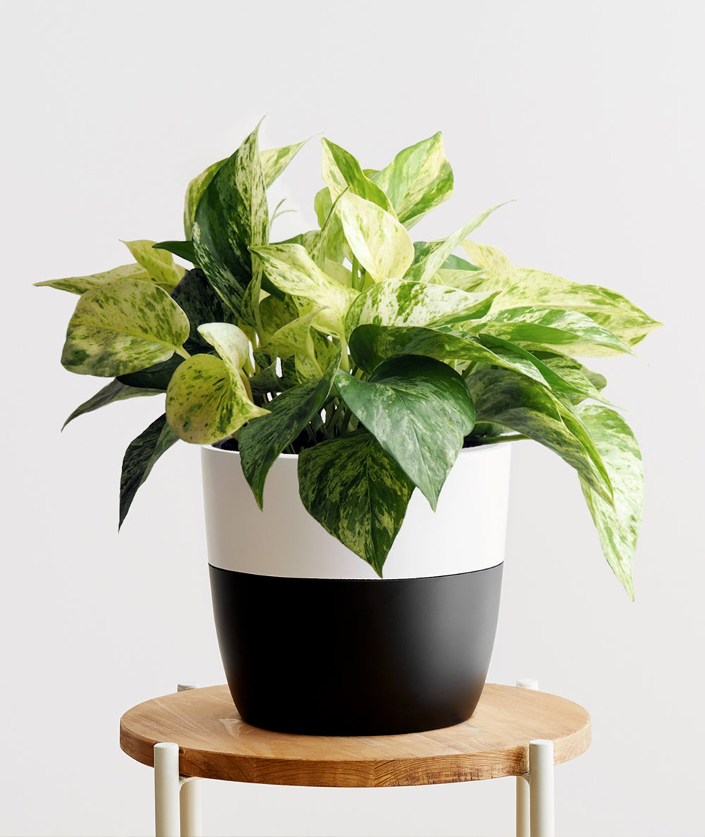 Marble Queen Pothos - Ansel & Ivy