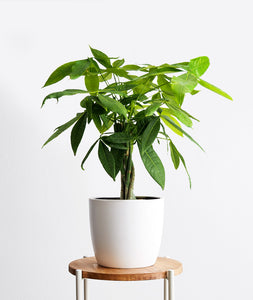 Money Tree, Pachira aquatica. Feng shui houseplant. Bring some positive energy to your home or office with this lucky plant. Shop online and choose from pet-friendly, air-purifying, and easy-to-grow houseplants anyone can enjoy. The perfect housewarming gift.