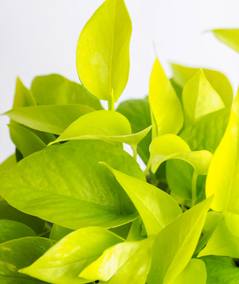 Neon Pothos