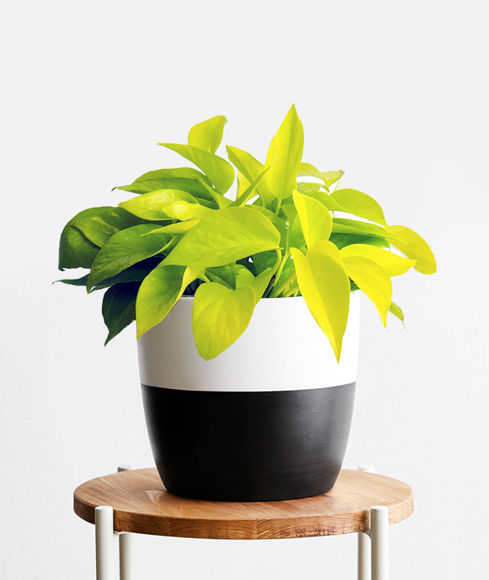 Neon Pothos