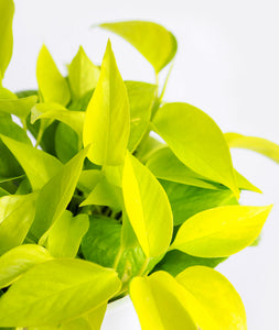 Neon Pothos