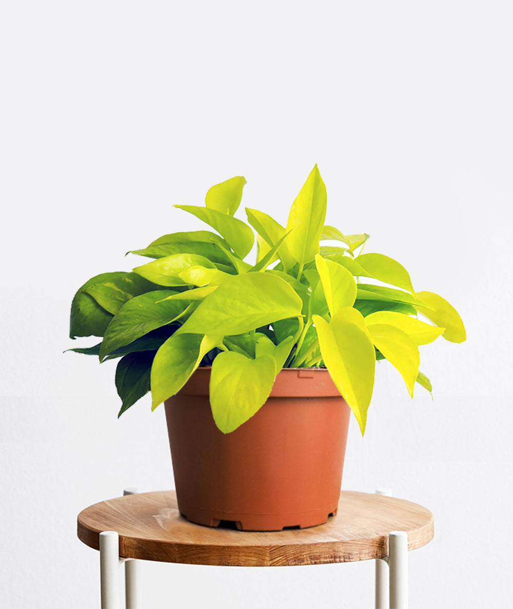 Neon Pothos