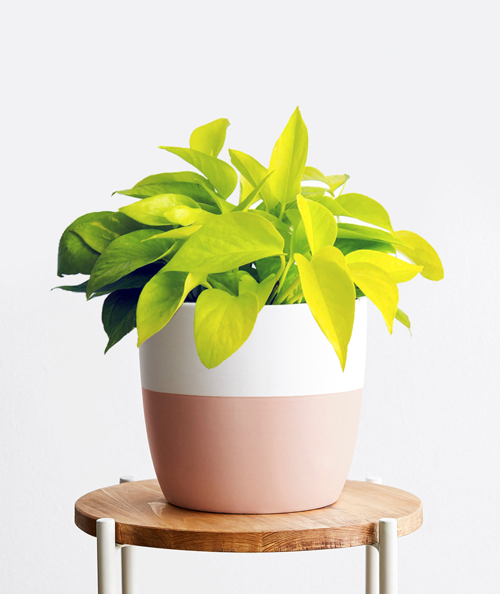 Neon Pothos