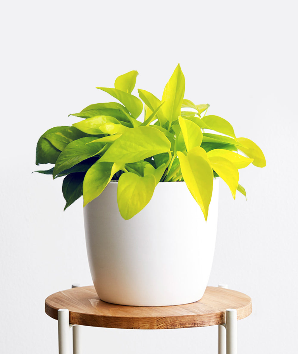 Neon Pothos