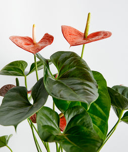 Orange Anthurium