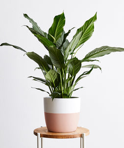 Peace Lily, Spathiphyllum flowering houseplant with white flower. The perfect gift for plant lovers. Potted plant flower delivery. Shop online and choose from air-purifying and easy-to-grow indoor plants anyone can enjoy. Free shipping on orders $100+.