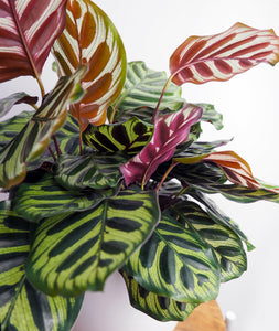 Peacock Calathea, Calathea Makoyana with colorful leaves. Calathea houseplants are safe for cats and not toxic to dogs. Shop online and choose from pet-friendly, air-purifying, and easy-to-grow houseplants anyone can enjoy. Free shipping on orders $100+.