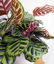 Load image into Gallery viewer, The Calathea Collection