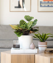 Load image into Gallery viewer, Peacock Calathea, Calathea Makoyana with colorful leaves. Calathea houseplants are safe for cats and not toxic to dogs. Shop online and choose from pet-friendly, air-purifying, and easy-to-grow houseplants anyone can enjoy. Free shipping on orders $100+.