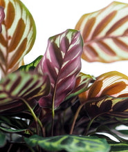 Load image into Gallery viewer, Peacock Calathea, Calathea Makoyana with colorful leaves. Calathea houseplants are safe for cats and not toxic to dogs. Shop online and choose from pet-friendly, air-purifying, and easy-to-grow houseplants anyone can enjoy. Free shipping on orders $100+.