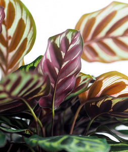 Peacock Calathea, Calathea Makoyana with colorful leaves. Calathea houseplants are safe for cats and not toxic to dogs. Shop online and choose from pet-friendly, air-purifying, and easy-to-grow houseplants anyone can enjoy. Free shipping on orders $100+.