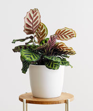 Load image into Gallery viewer, Peacock Calathea, Calathea Makoyana with colorful leaves. Calathea houseplants are safe for cats and not toxic to dogs. Shop online and choose from pet-friendly, air-purifying, and easy-to-grow houseplants anyone can enjoy. Free shipping on orders $100+.