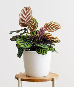 Peacock Calathea, Calathea Makoyana with colorful leaves. Calathea houseplants are safe for cats and not toxic to dogs. Shop online and choose from pet-friendly, air-purifying, and easy-to-grow houseplants anyone can enjoy. Free shipping on orders $100+.