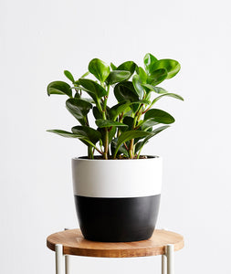 Peperomia obtusifolia plant. The best house plants for beginners and low-light spaces. Peperomia houseplants are safe for cats and not toxic to dogs. Shop online and choose from pet-friendly, air-purifying, and easy-to-grow houseplants and desk plants anyone can enjoy. Free shipping on orders $100+.