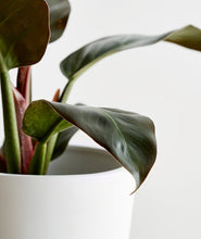 Load image into Gallery viewer, Rojo Congo Philodendron - Ansel & Ivy