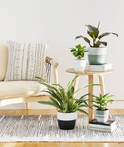 how to display houseplants on a side table. 