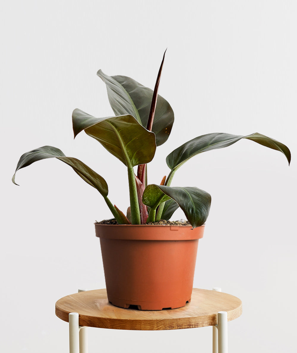 Rojo Congo Philodendron