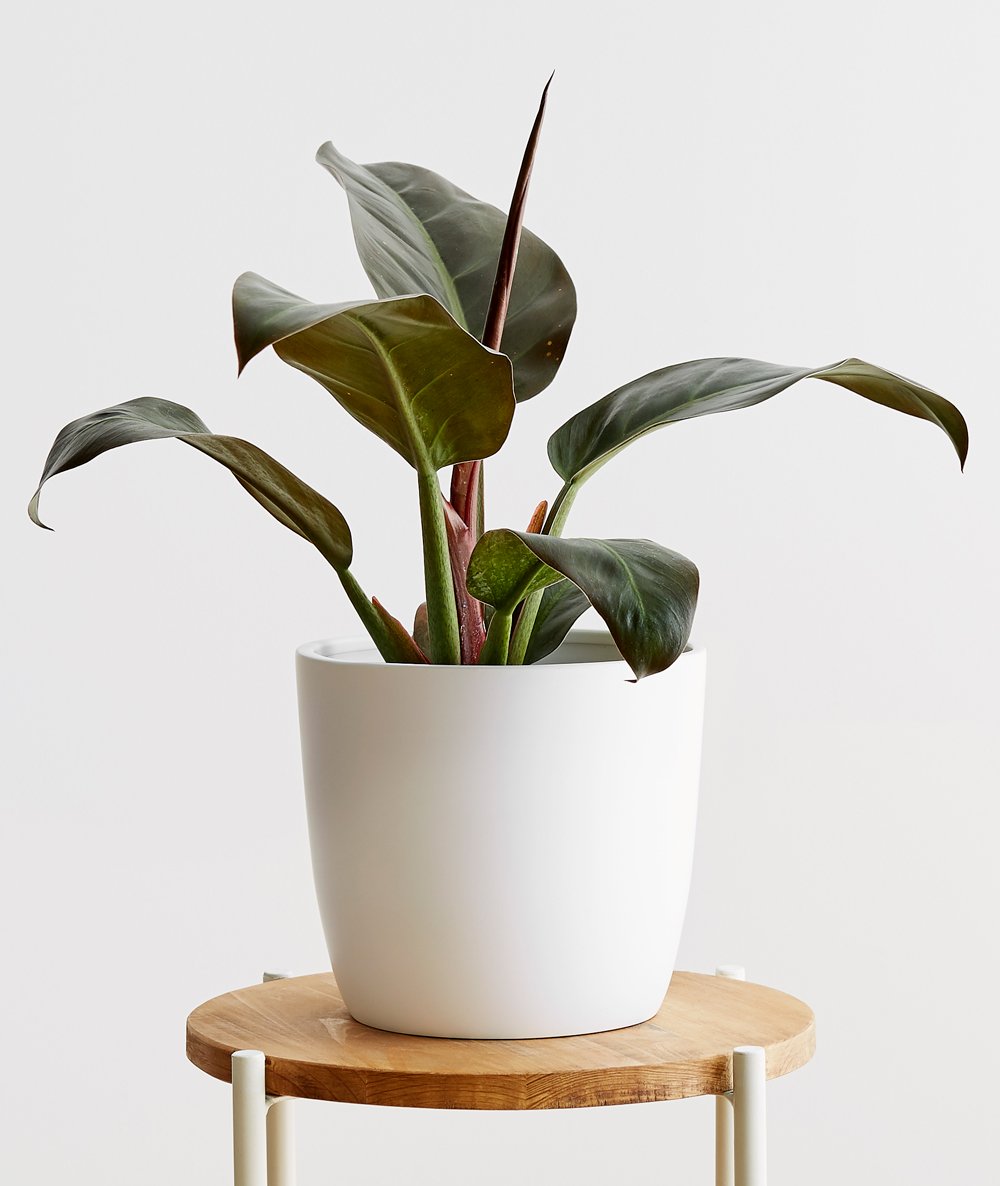 Rojo Congo Philodendron - Ansel & Ivy