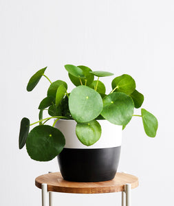 Pilea