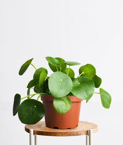 Pilea